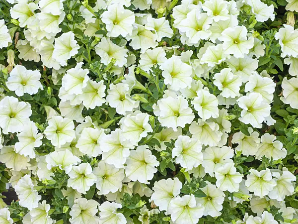 439367 - Petunie (Petunia Pastel Yellow)