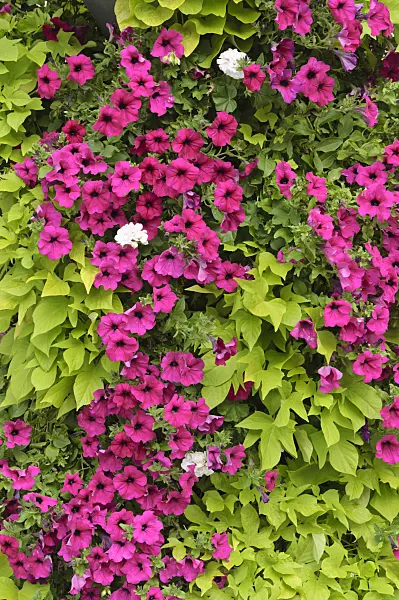 487037 - Petunien (Petunia) und Süßkartoffeln (Ipomoea batatas)