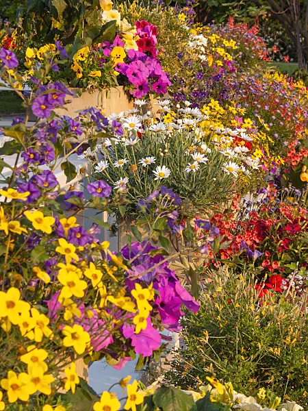 401220 - Petunien (Petunia), Zweizahn (Bidens) und Margeriten (Leucanthemum)
