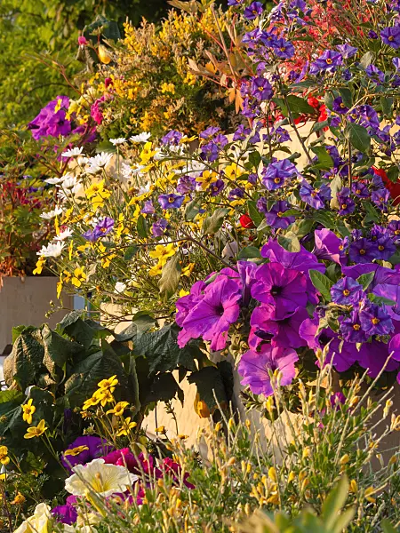 401221 - Petunien (Petunia), Zweizahn (Bidens) und Margeriten (Leucanthemum)