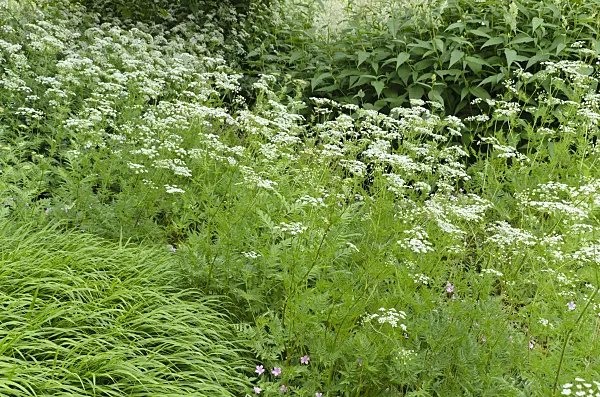 496311 - Peucedan (Peucedanum)