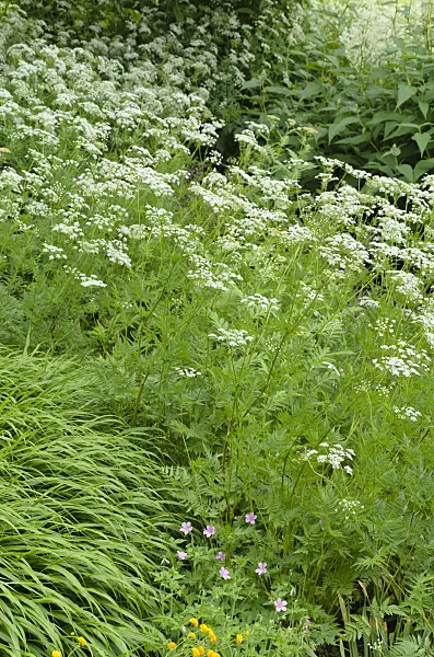496312 - Peucedan (Peucedanum)