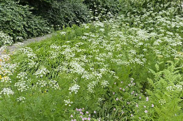 496314 - Peucedan (Peucedanum)