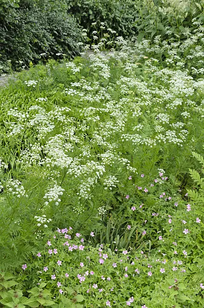 496315 - Peucedan (Peucedanum)