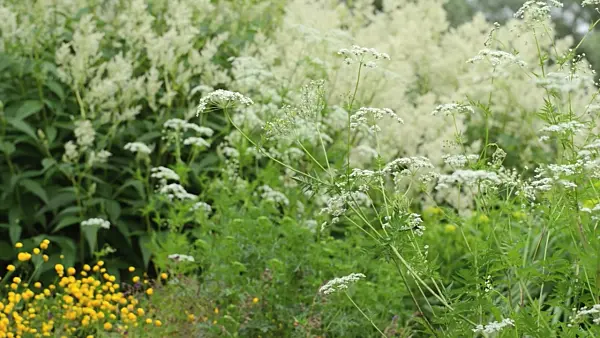 496323 - Peucedanum