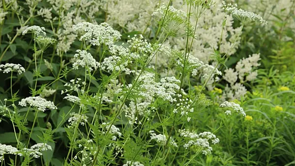 496325 - Peucedanum
