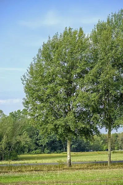 593160 - Peuplier tremble (Populus tremula)
