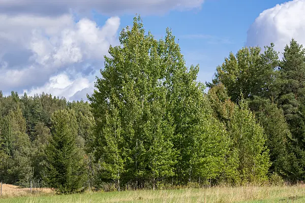 675292 - Peuplier tremble (Populus tremula)