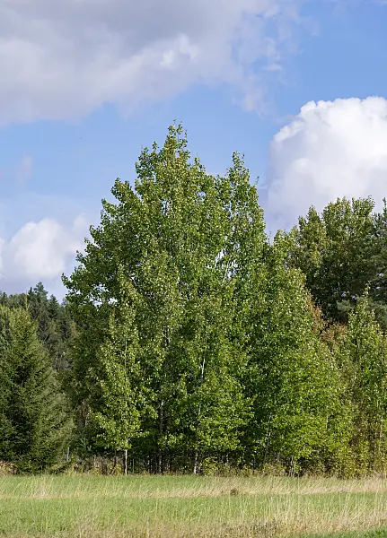 675293 - Peuplier tremble (Populus tremula)