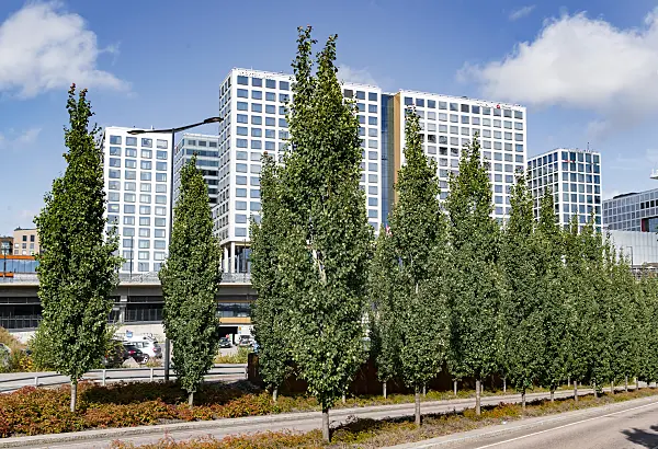 675286 - Peuplier tremble (Populus tremula 'Erecta')