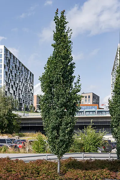 675287 - Peuplier tremble (Populus tremula 'Erecta')