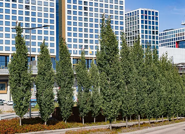 675288 - Peuplier tremble (Populus tremula 'Erecta')