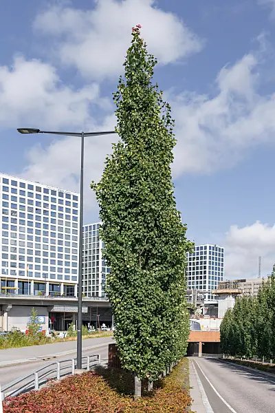 675289 - Peuplier tremble (Populus tremula 'Erecta')