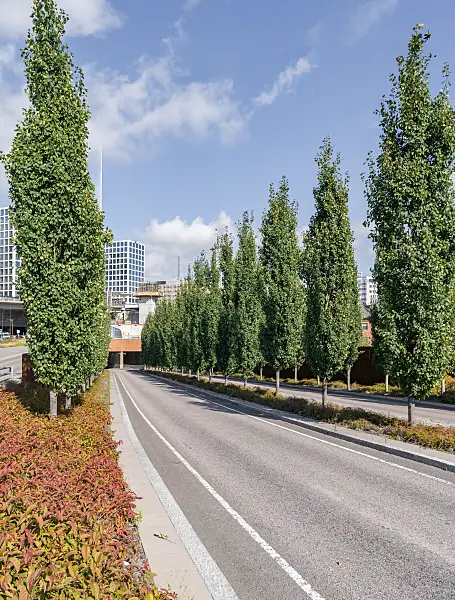 675290 - Peuplier tremble (Populus tremula 'Erecta')