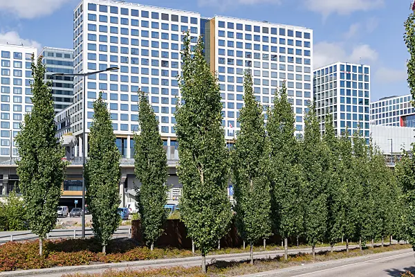 675291 - Peuplier tremble (Populus tremula 'Erecta')