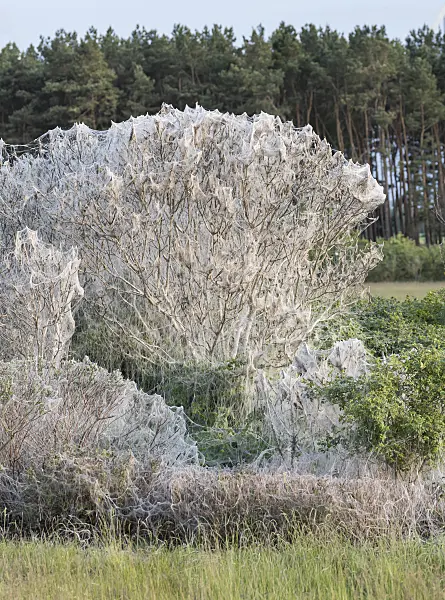 616214 - Pfaffenhütchengespinstmotte (Yponomeuta cagnagella) und Gewöhnliches Pfaffenhütchen (Euonymus europaeus)