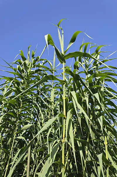488004 - Pfahlrohr (Arundo donax)