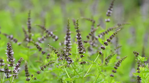 510090 - Pfefferminze (Mentha x piperita)