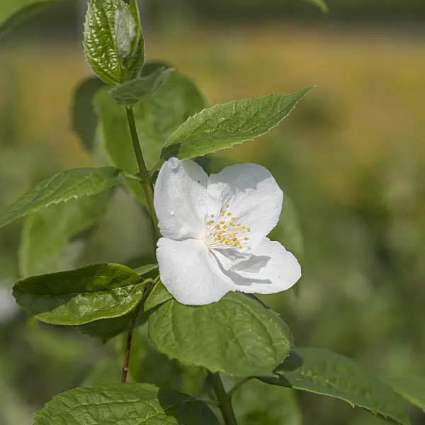 625292 - Pfeifenstrauch (Philadelphus Natchez)