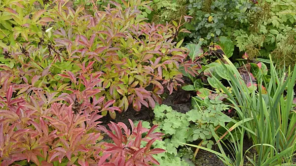 512074 - Pfingstrose (Paeonia)