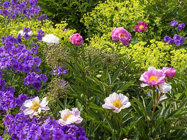 426116 - Pfingstrose (Paeonia King of England) und Prächtiger Storchschnabel (Geranium x magnificum)
