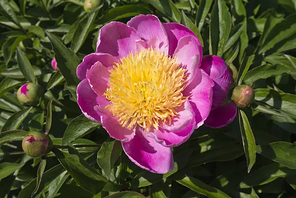 608131 - Pfingstrose (Paeonia lactiflora 'Alstead')