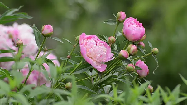496356 - Pfingstrose (Paeonia lactiflora 'Glorie de Ch. Gombault')