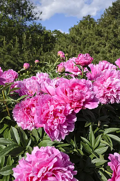 508196 - Pfingstrose (Paeonia lactiflora 'Kevin')