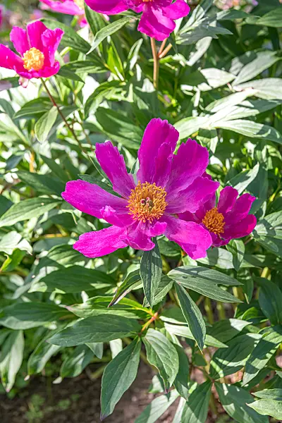664281 - Pfingstrose (Paeonia lactiflora 'Little Medicine Man')