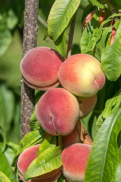664339 - Pfirsich (Prunus persica 'Benedicte')