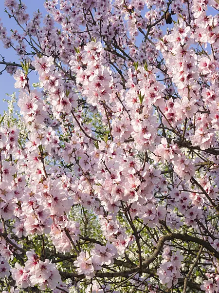 400133 - Pfirsich (Prunus x amygdalo-persica)