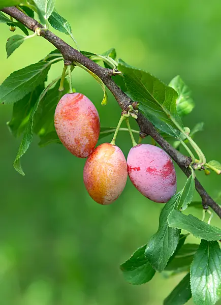 664337 - Pflaume (Prunus domestica 'Wohlriechender Spilling')