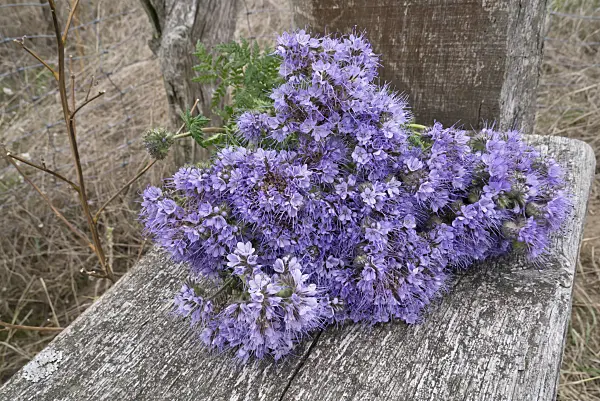 607241 - Phacelia
