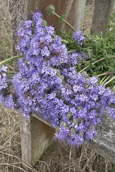 607242 - Phacelia