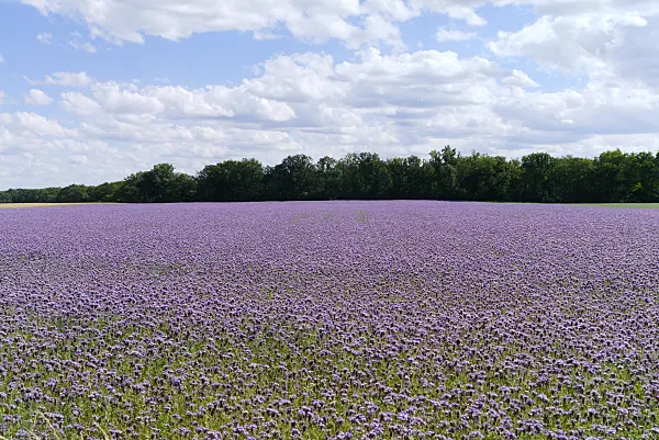 671014 - Phacélie à feuilles de tanaisie (Phacelia tanacetifolia)