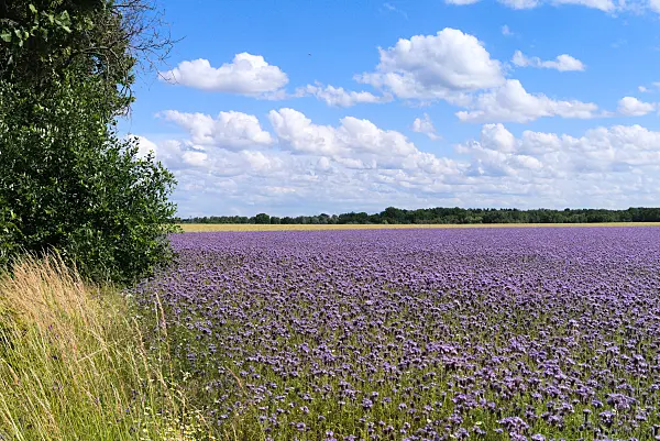 671015 - Phacélie à feuilles de tanaisie (Phacelia tanacetifolia)
