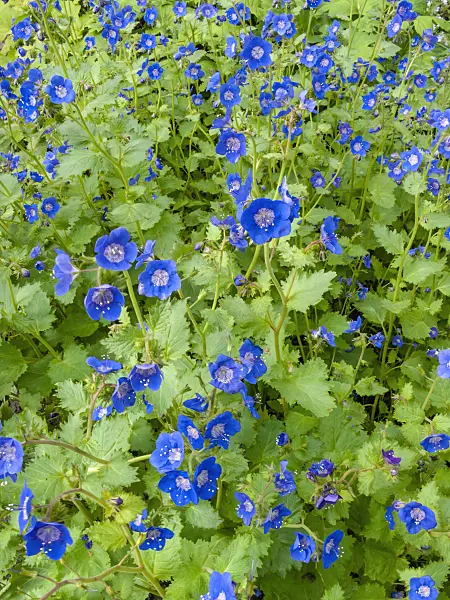 414057 - Phacélie (Phacelia viscida)