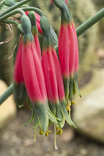 608050 - Phaedranassa tunguraguae