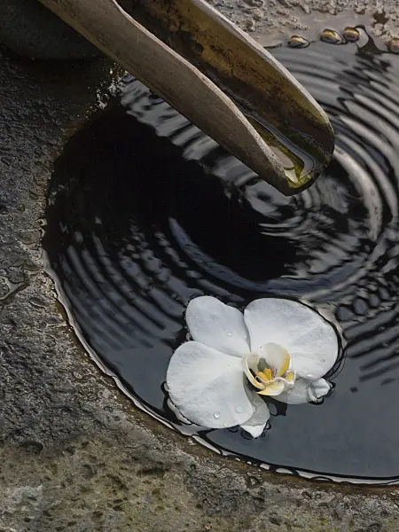 418094 - Phalaenopsis
