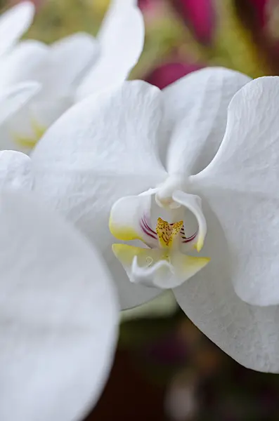 523245 - Phalaenopsis