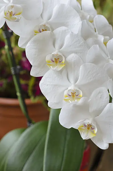 523246 - Phalaenopsis