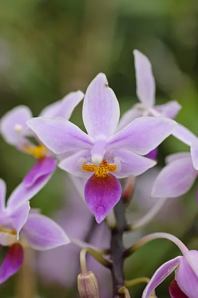 474222 - Phalaenopsis equestris