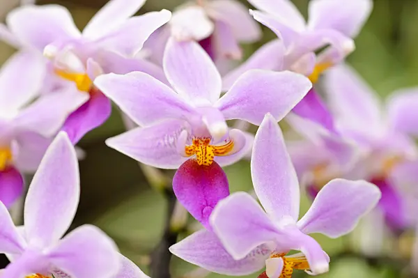 474223 - Phalaenopsis equestris