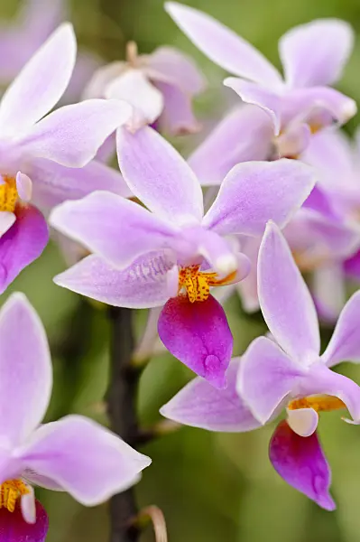 474224 - Phalaenopsis equestris