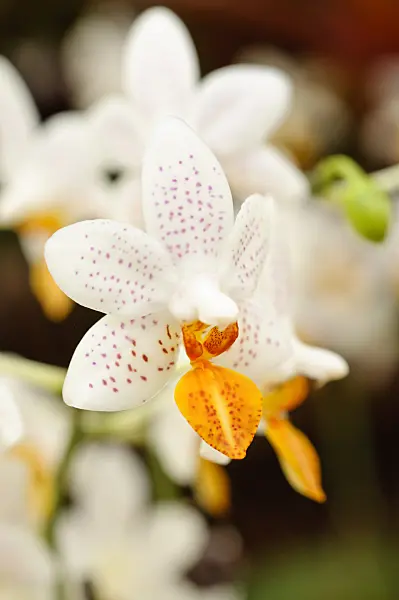 474221 - Phalaenopsis Mini Mark
