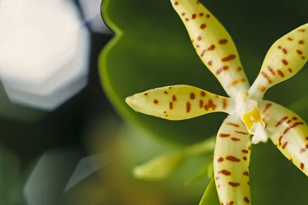379019 - Phalaenopsis pallens