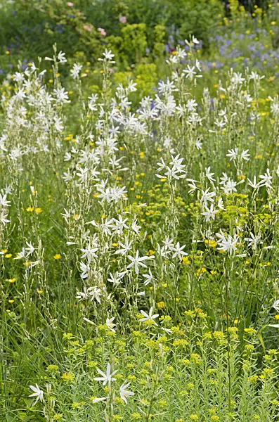 508529 - Phalangère à fleurs de lis (Anthericum liliago)