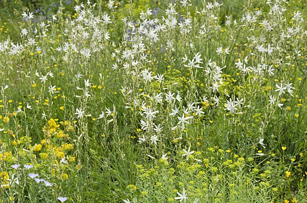508530 - Phalangère à fleurs de lis (Anthericum liliago)