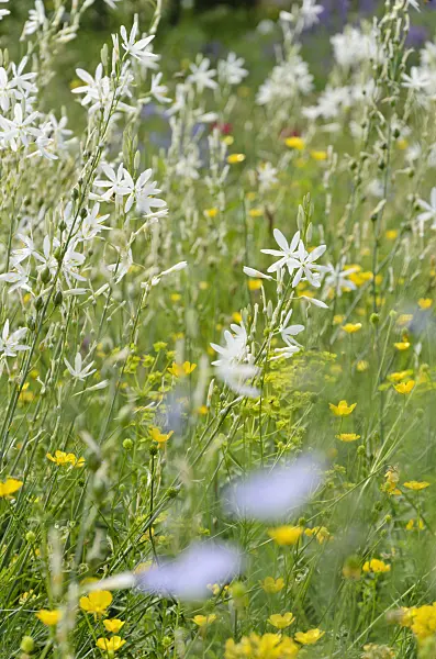 508531 - Phalangère à fleurs de lis (Anthericum liliago)