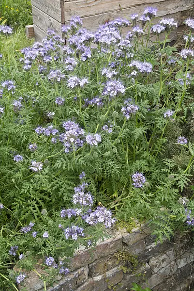 608059 - Phazelie (Phacelia)